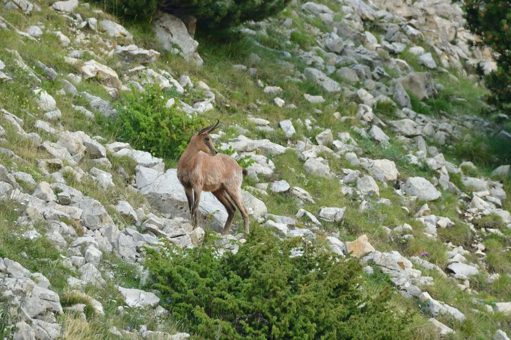 Welke dieren en planten leven in de Spaanse Pyreneeën?