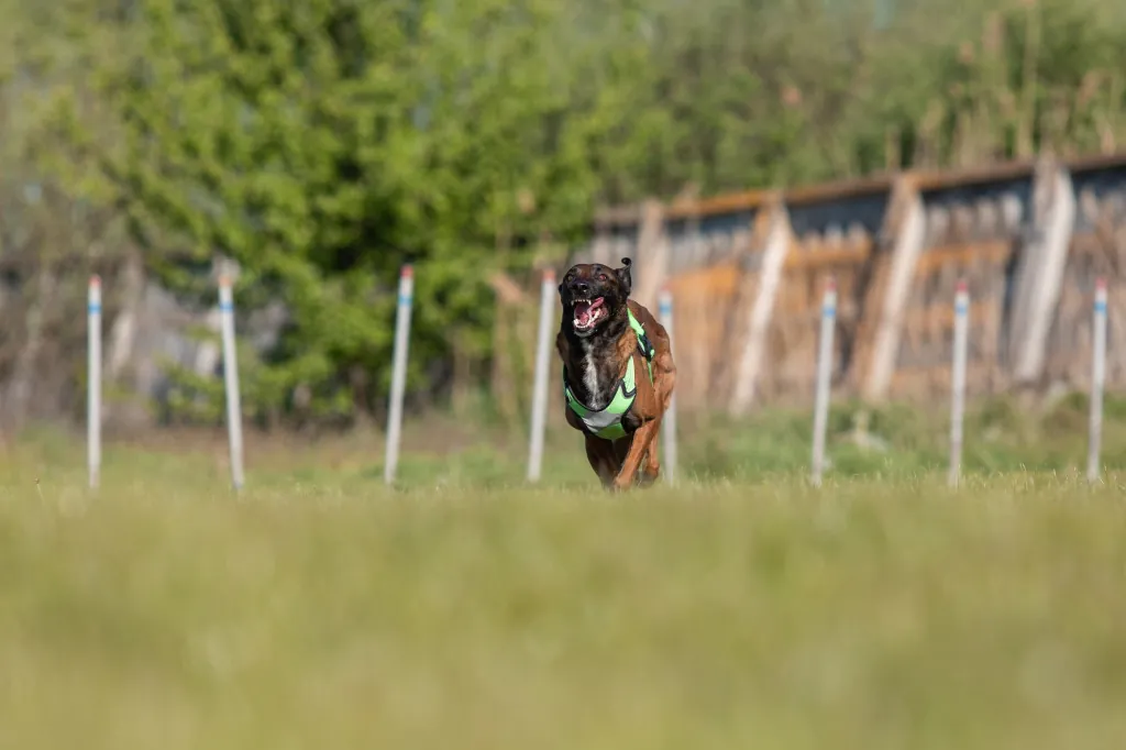 Bezienswaardigheden in de Ardennen die honden toelaten