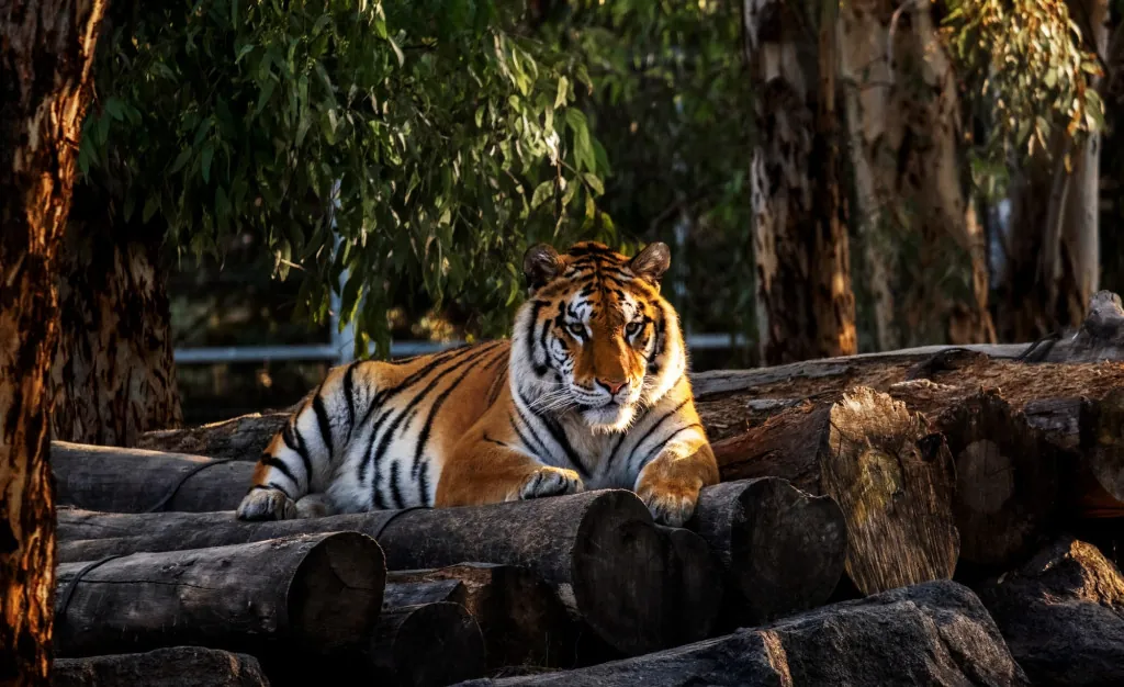 Wat te zien in de dierentuin Pairi Daiza?