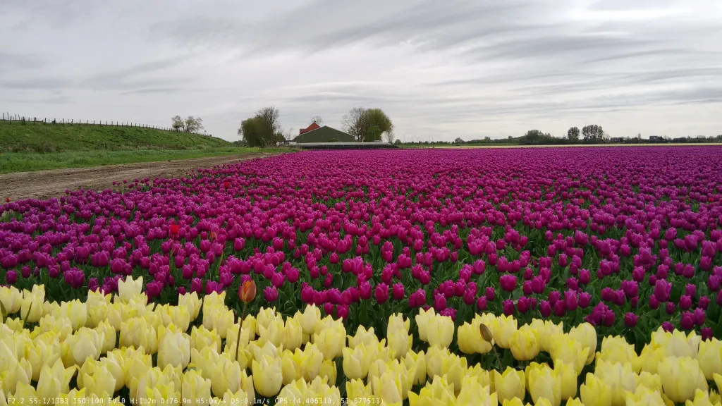 Scenic view of vibrant tulip fields near Willemstad, the Netherlands, in Brabant