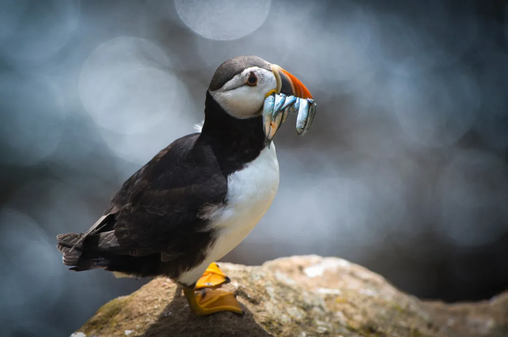 Skellig-eilanden: wat maakt ze magisch?