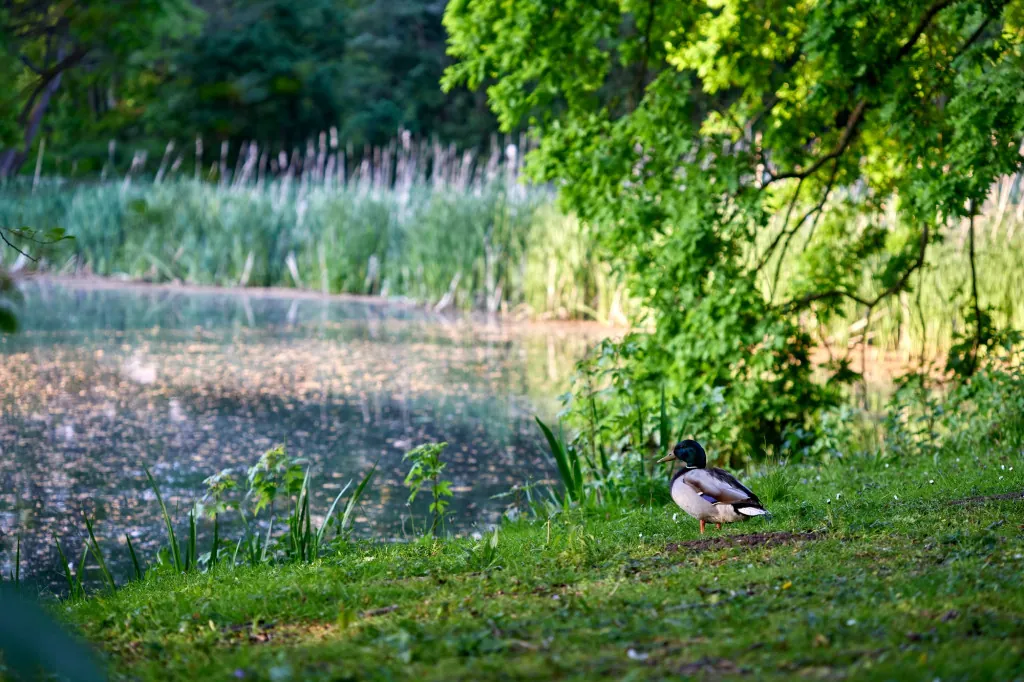 Natuuractiviteiten voor kinderen in het Rivierenhof
