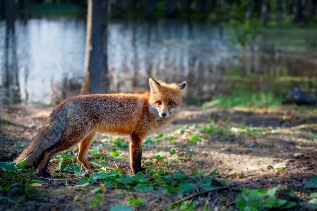 Welke planten en dieren vind je bij de Faaker See?