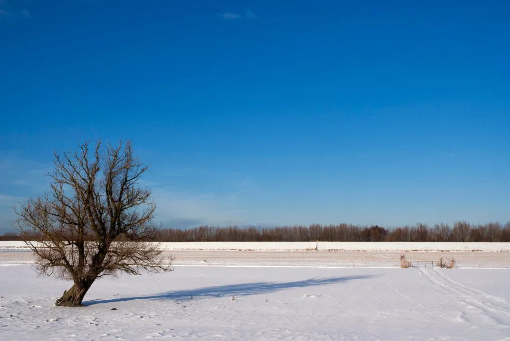 Wat is de route van het Beverpad in de Biesbosch?