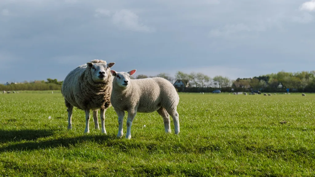 Ecologisch verantwoorde activiteiten op Texel