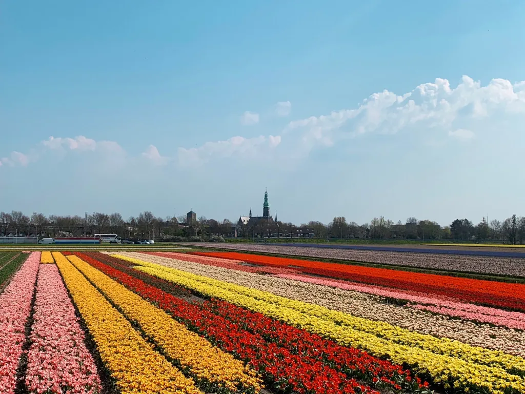 Wanneer bloeien de bloemenvelden in Lisse?