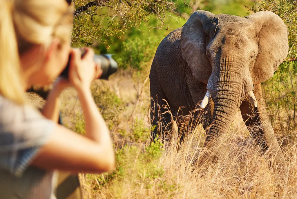 Safari park op Brijuni: welke dieren kun je zien?