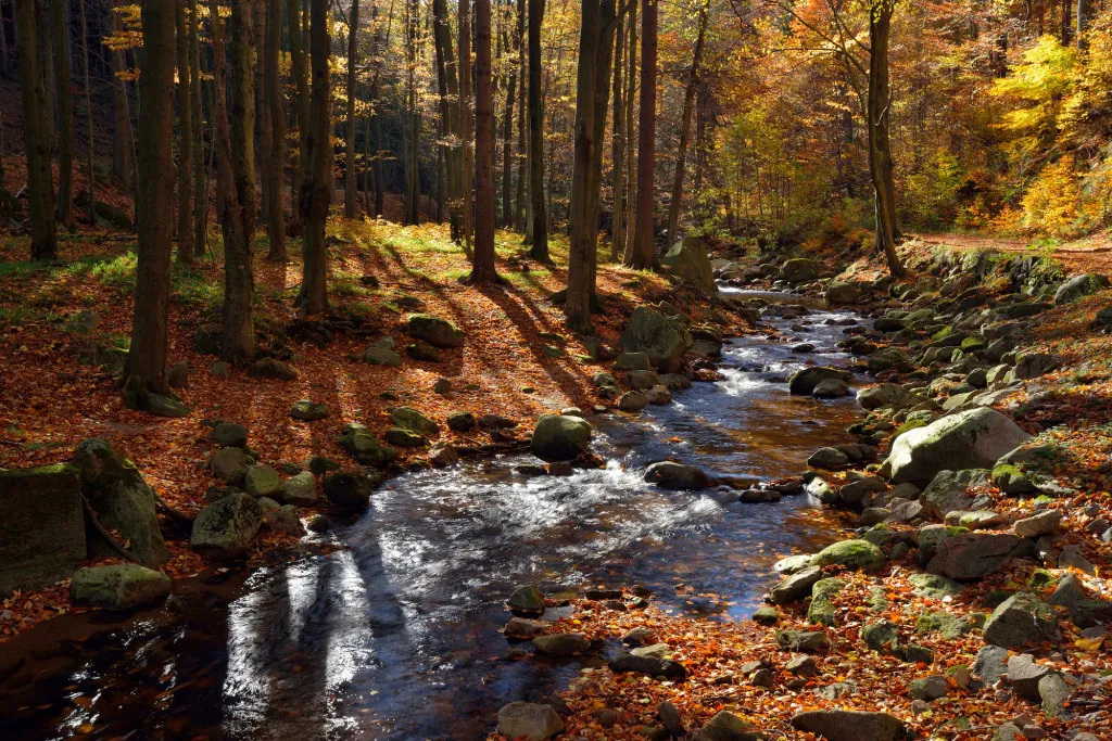 Wandelen in Nationaal Park Harz