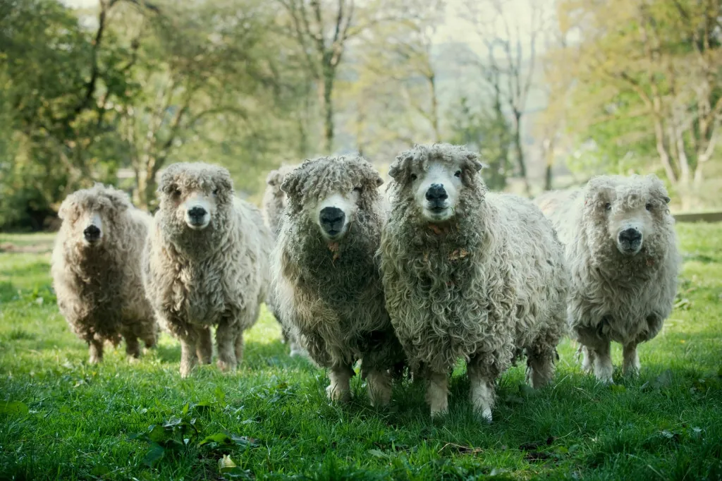 Is wildkamperen op Dartmoor geschikt voor hondenliefhebbers?