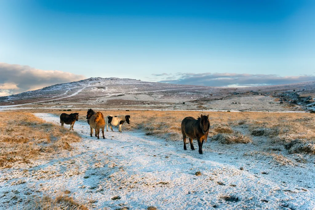 Wilde paarden zien op de vlaktes van Dartmoor