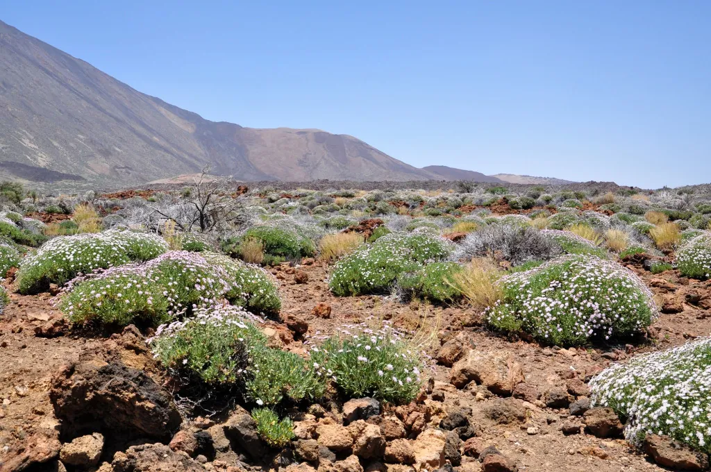 Flora en fauna op de Teide herkennen