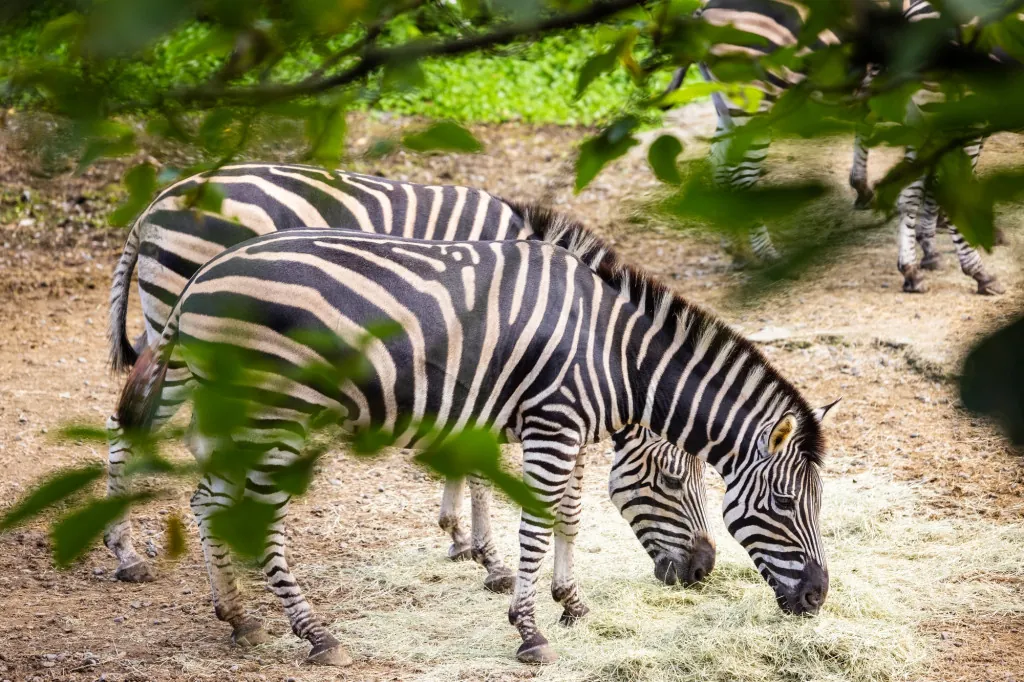 Familieactiviteiten in dierentuin African Safari