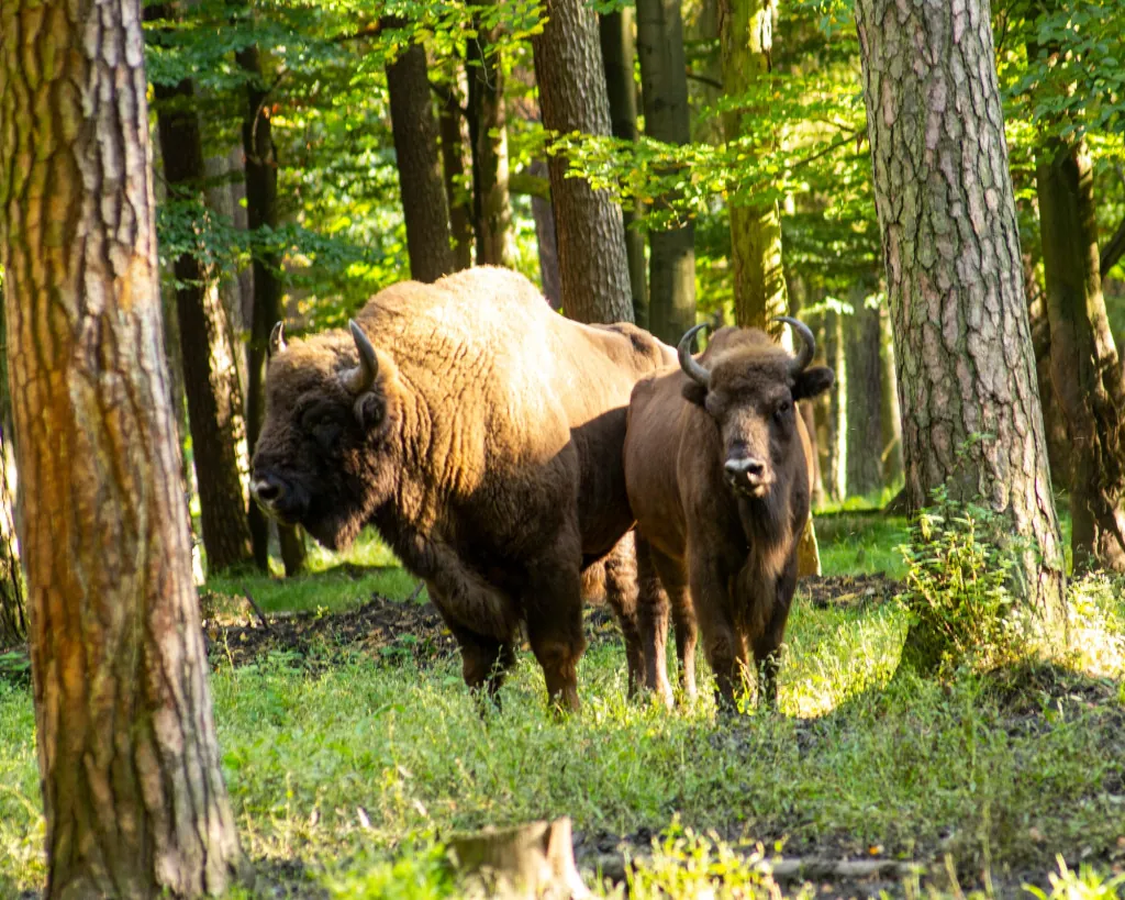 Wat maakt het Białowieża-bos bijzonder?