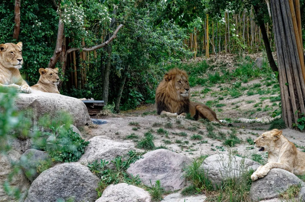 Welke dieren zie je in Tier- und Freizeitpark Thüle?