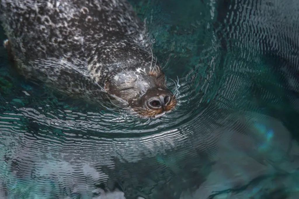 Hoe fotografeer je zeearenden en zeehonden?