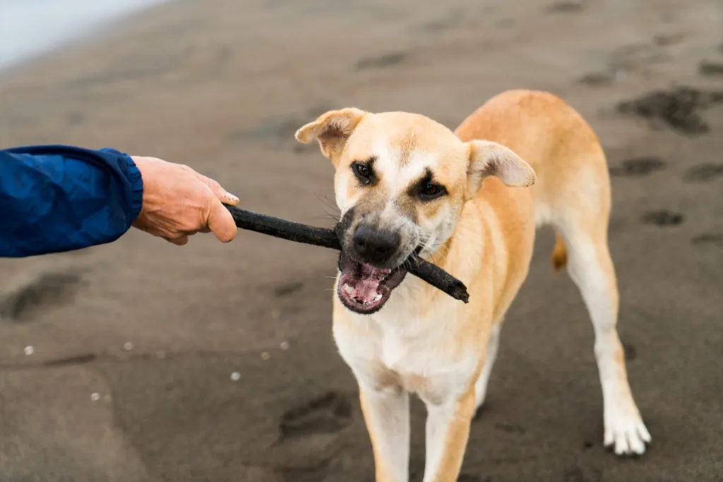 Honden toegestaan bij de Oosterschelde