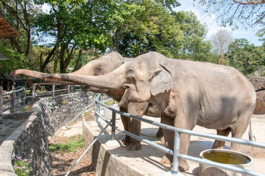 Wandelen en dieren spotten in Wildlands Adventure Zoo
