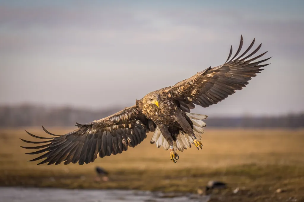 Wat biedt Hortobágy Nationaal Park?