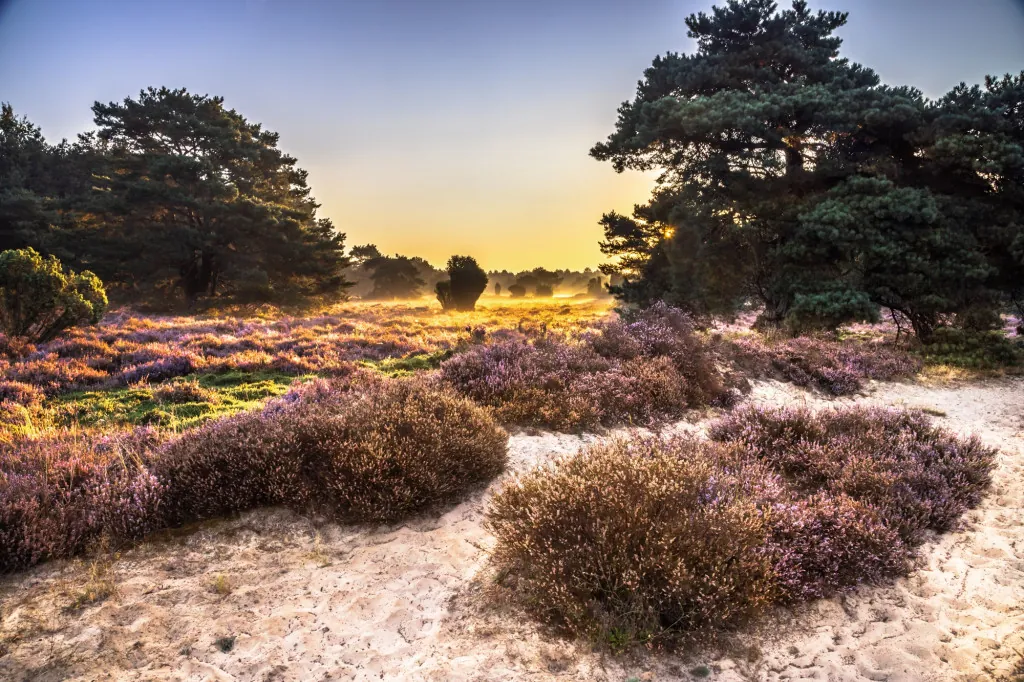 Heidelandschap in Drenthe
