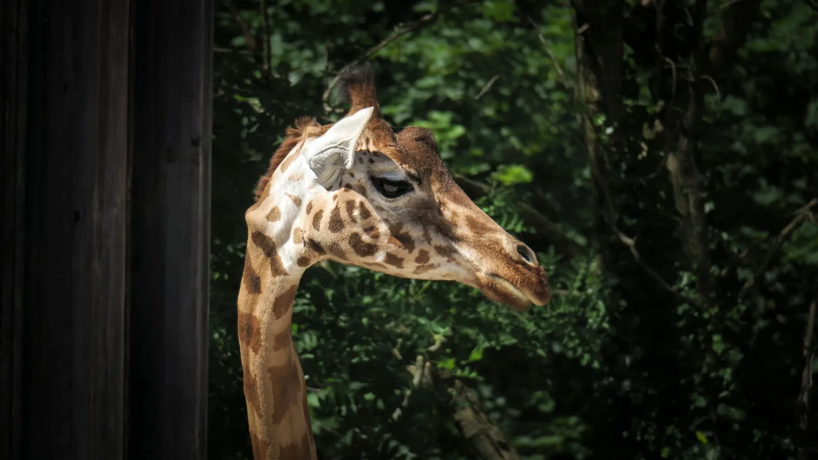 Waar ligt de dierentuin van Lyon en wat kun je er zien