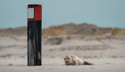 Gemeente Terschelling