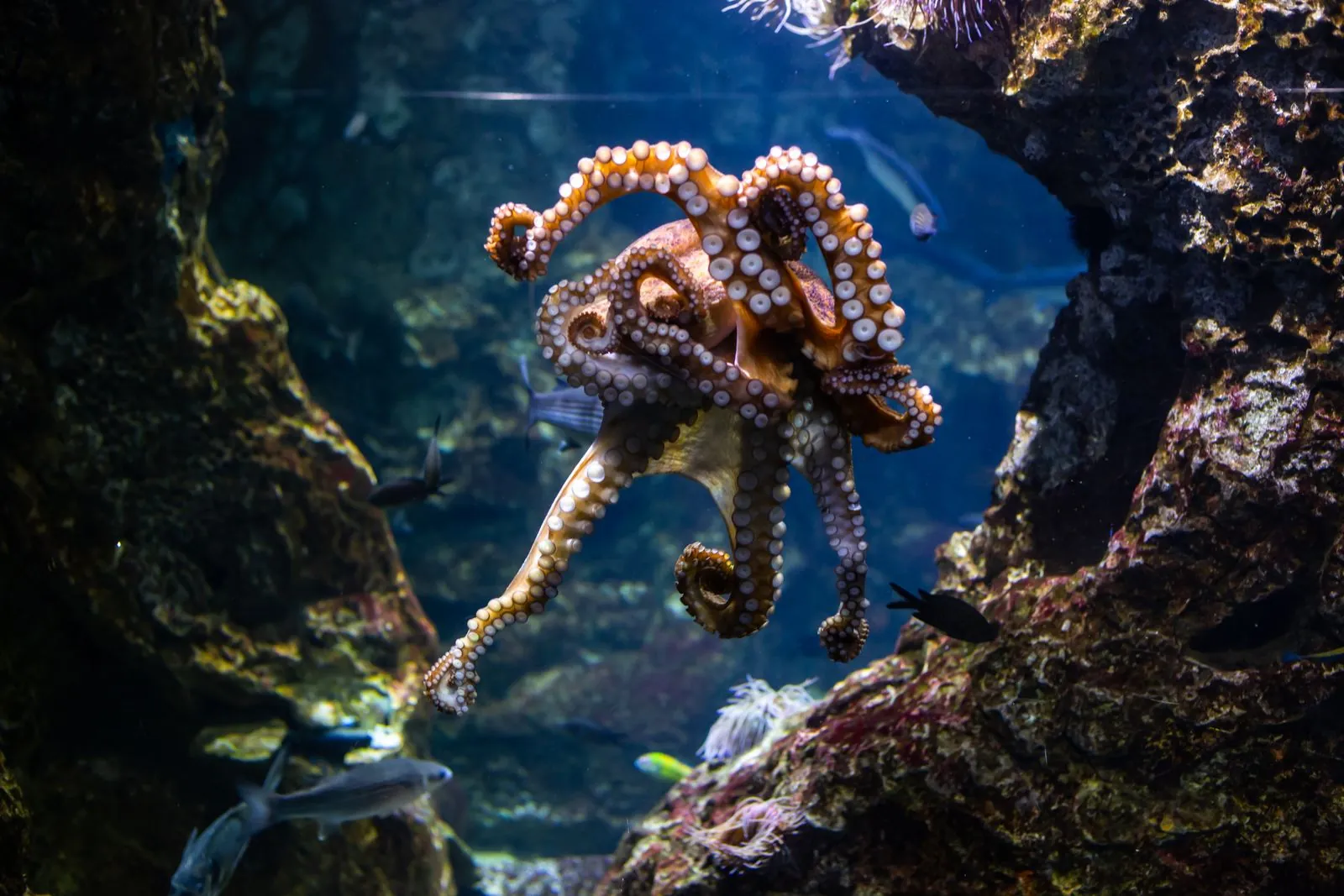 Hoe de onderwaterwereld ontdekken in Barcelona Aquarium?