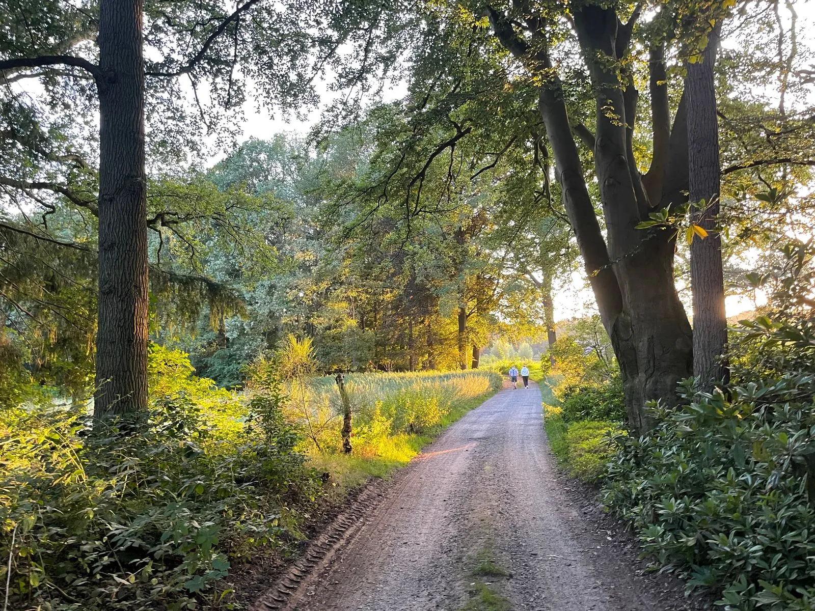Heidevelden en bossen van de Sallandse Heuvelrug verkennen