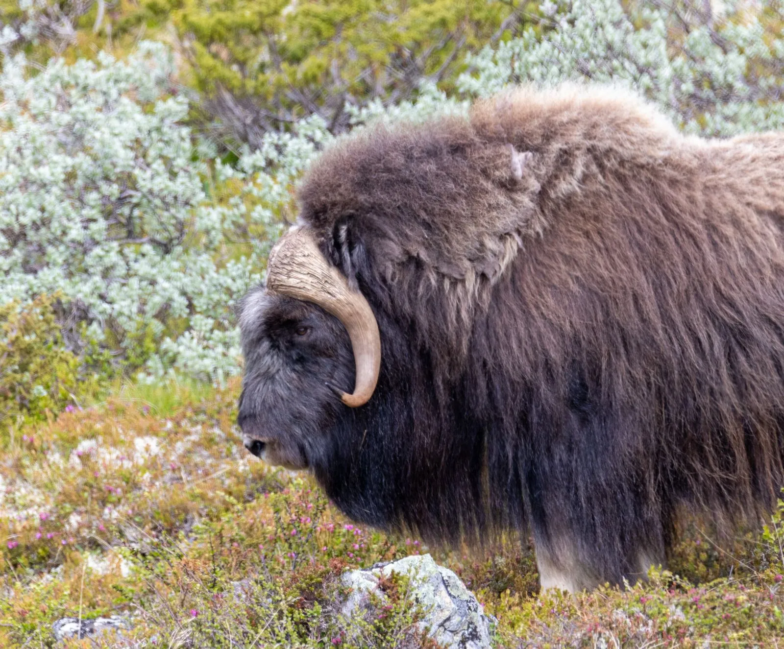 Volg het pad van de elanden in het Dovrefjell-Sunndalsfjella nationaal park