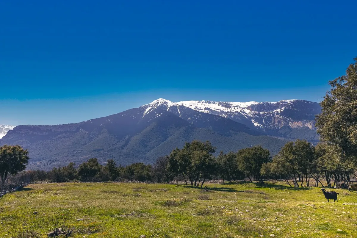 Menidi