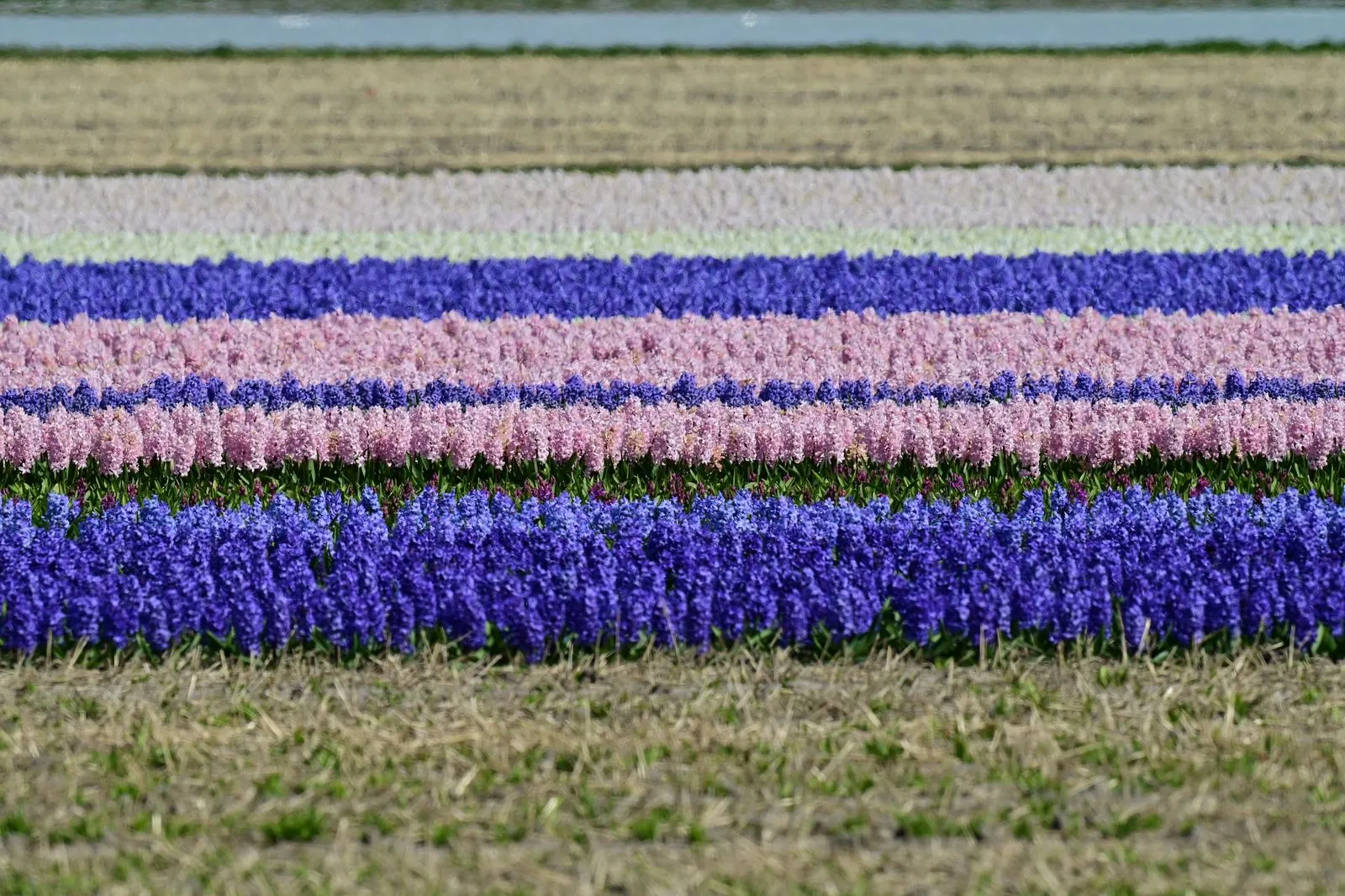 Fietsroutes langs bloemenvelden in Westland