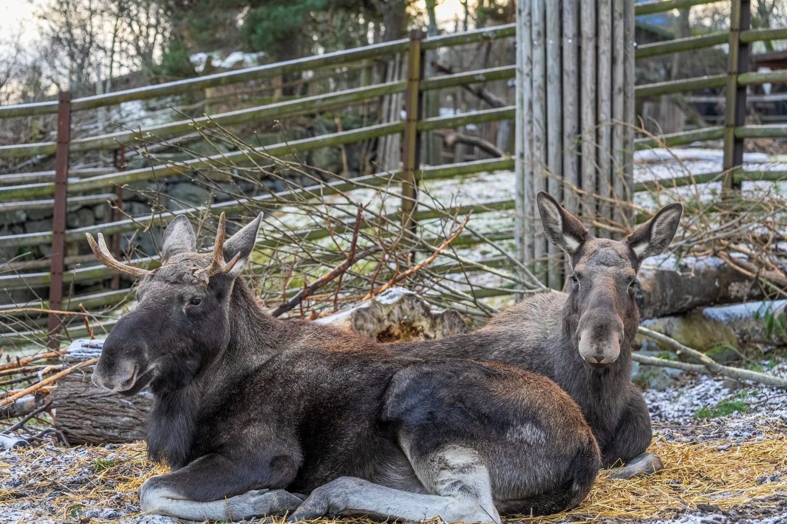 Het dierenpark Grönåsens Älg- och Lantdjurspark bezoeken