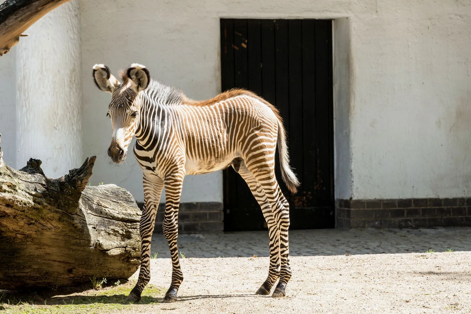 Bezoek aan de dierentuin Opel Zoo in Kronberg