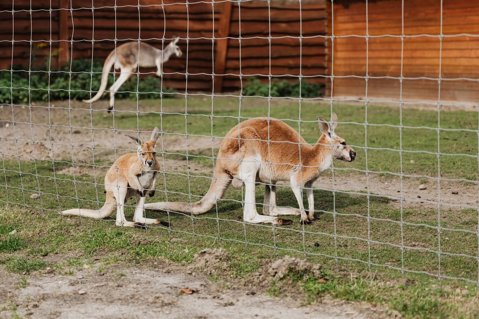 Wat te doen in dierentuin Zlín-Lešná met kinderen