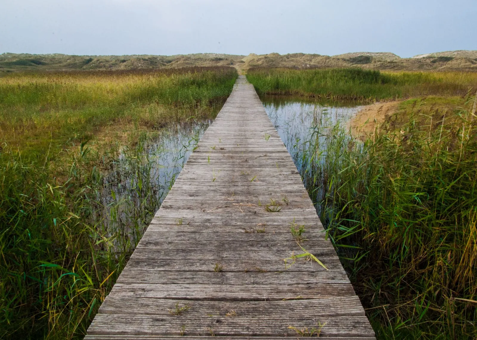 Stand-up paddling in Alde Feanen Nationaal Park
