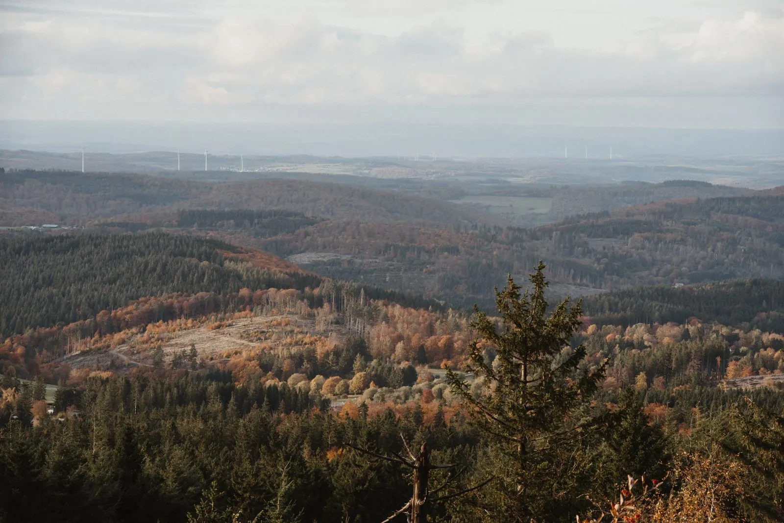 Wandelen door Arnsberger Wald: de mooiste routes