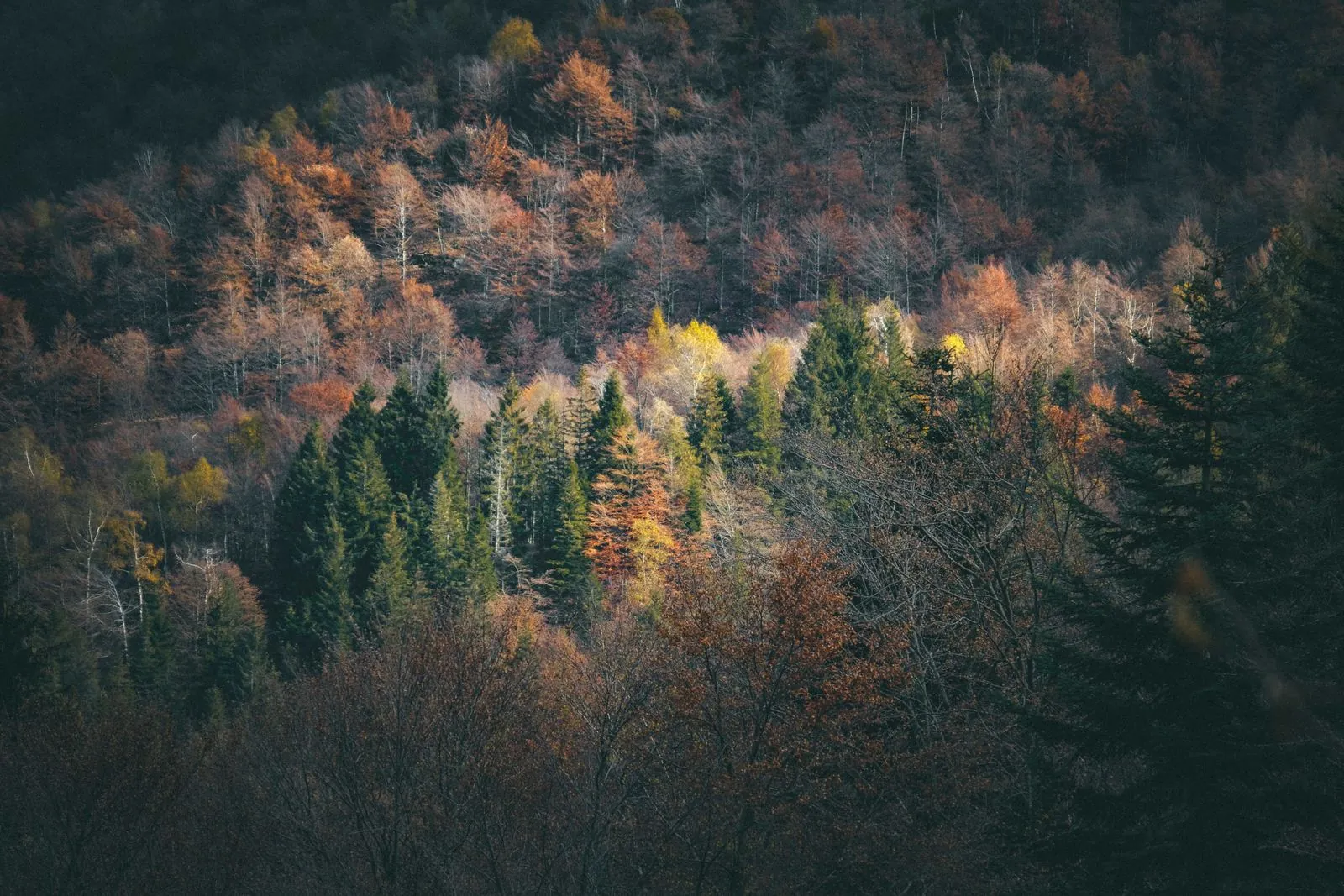 Truffeljacht in de bossen van Piëmont
