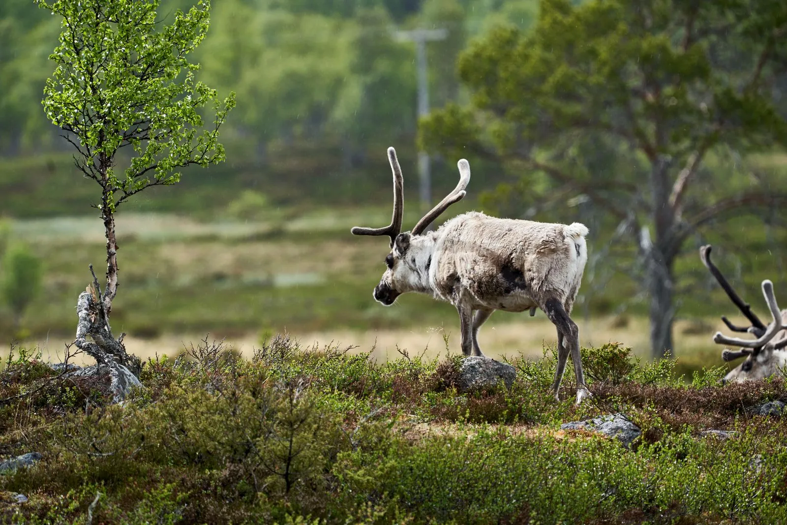 Het wilde dierenpark in Orrviken bezoeken