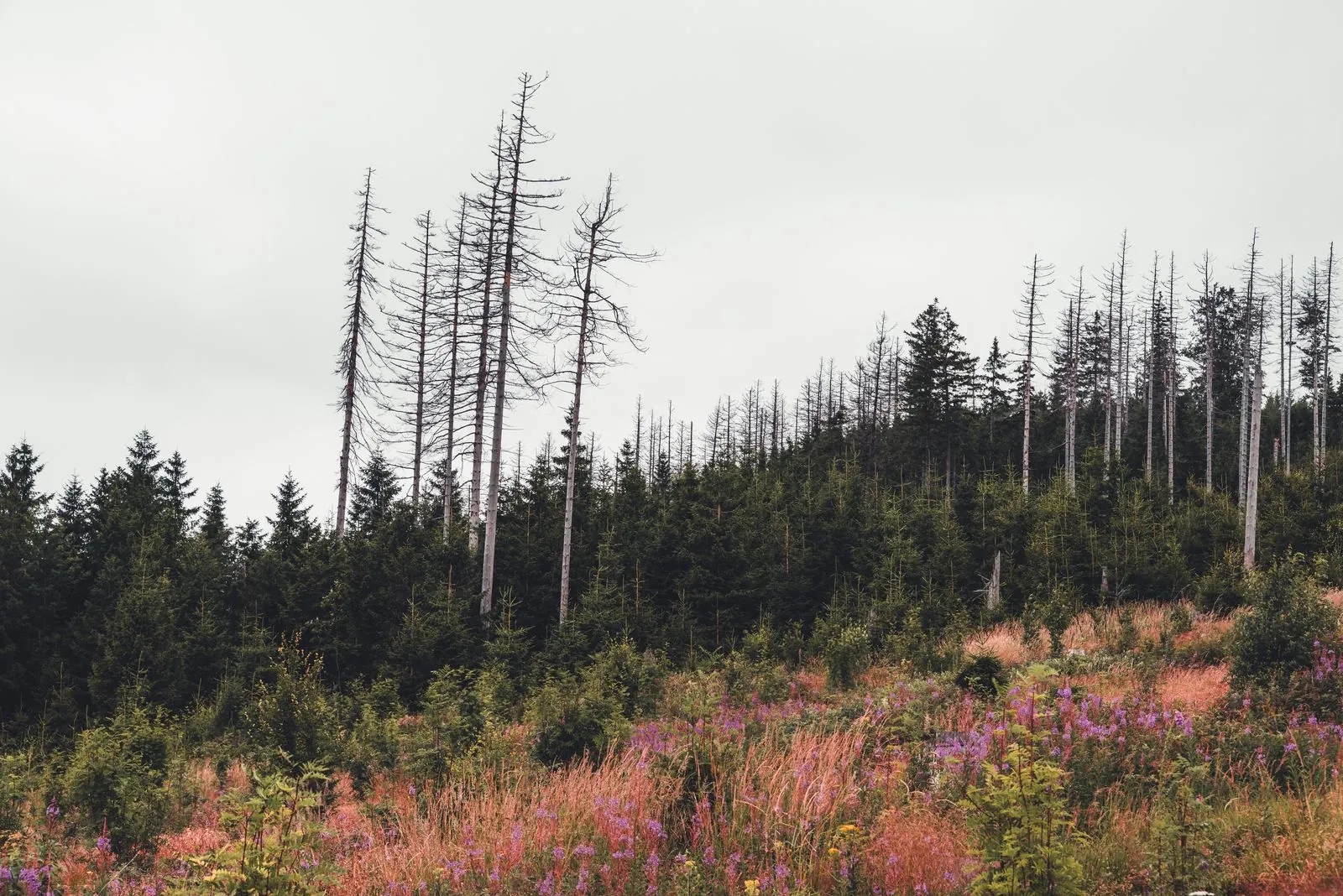Hoe wandel je door de ijzige bossen bij Torfhaus?
