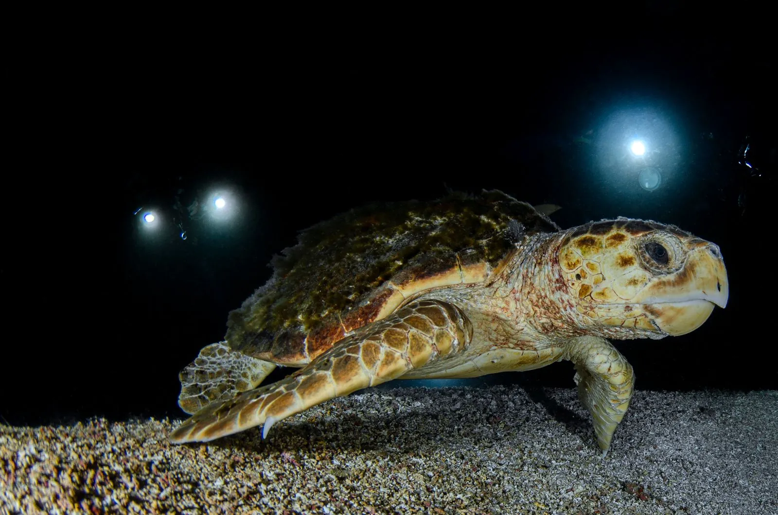 Zakynthos: het eiland van de Caretta-Caretta schildpadden