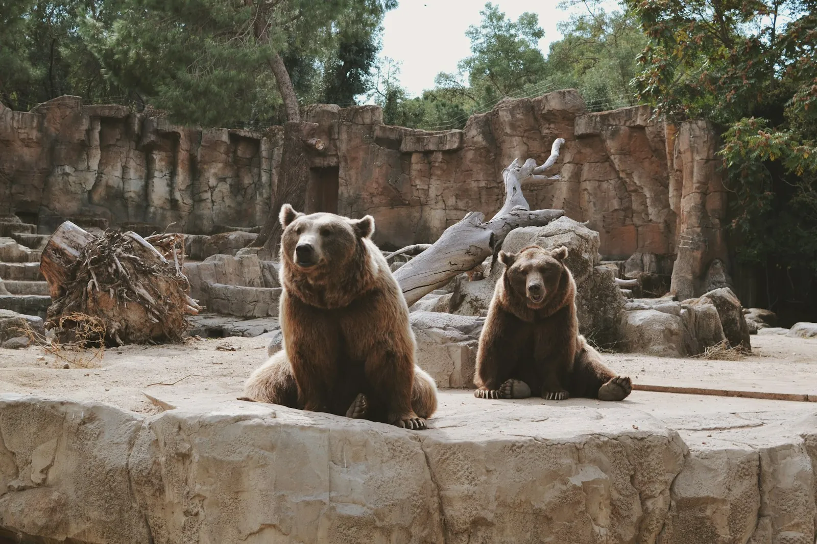 Zoologische tuin: een dag tussen de dieren in Zoo Aquarium de Madrid