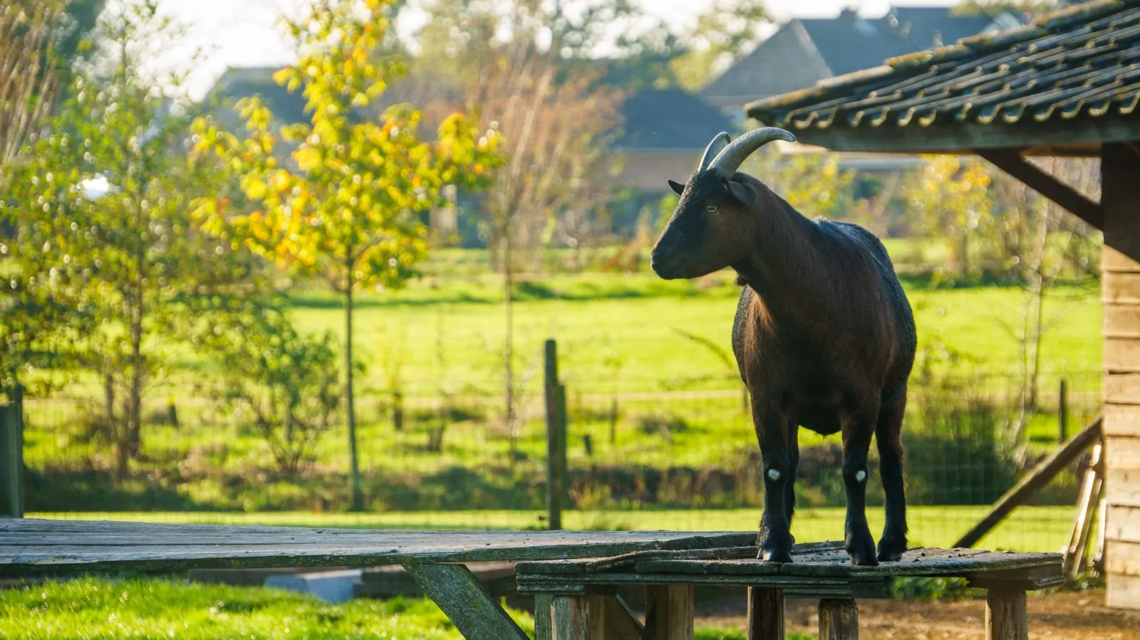Kinderboerderij De Lenspolder: koeien aaien en pony rijden
