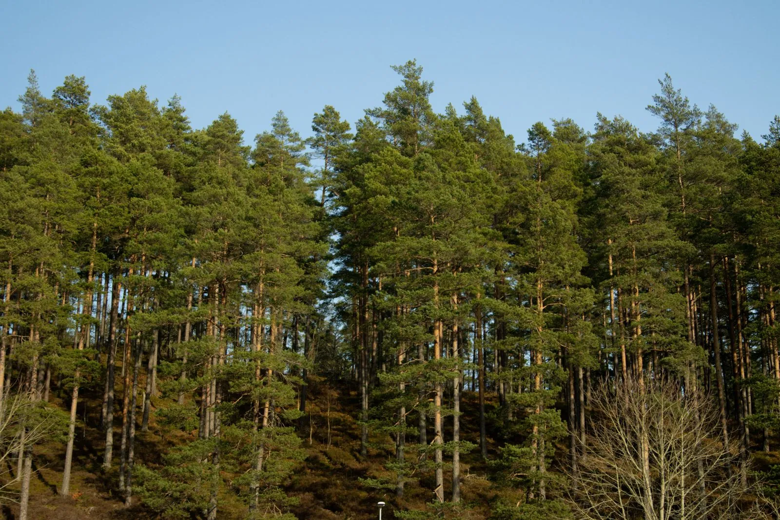 Verkenning van de bossen in het natuurreservaat Stadsskogen