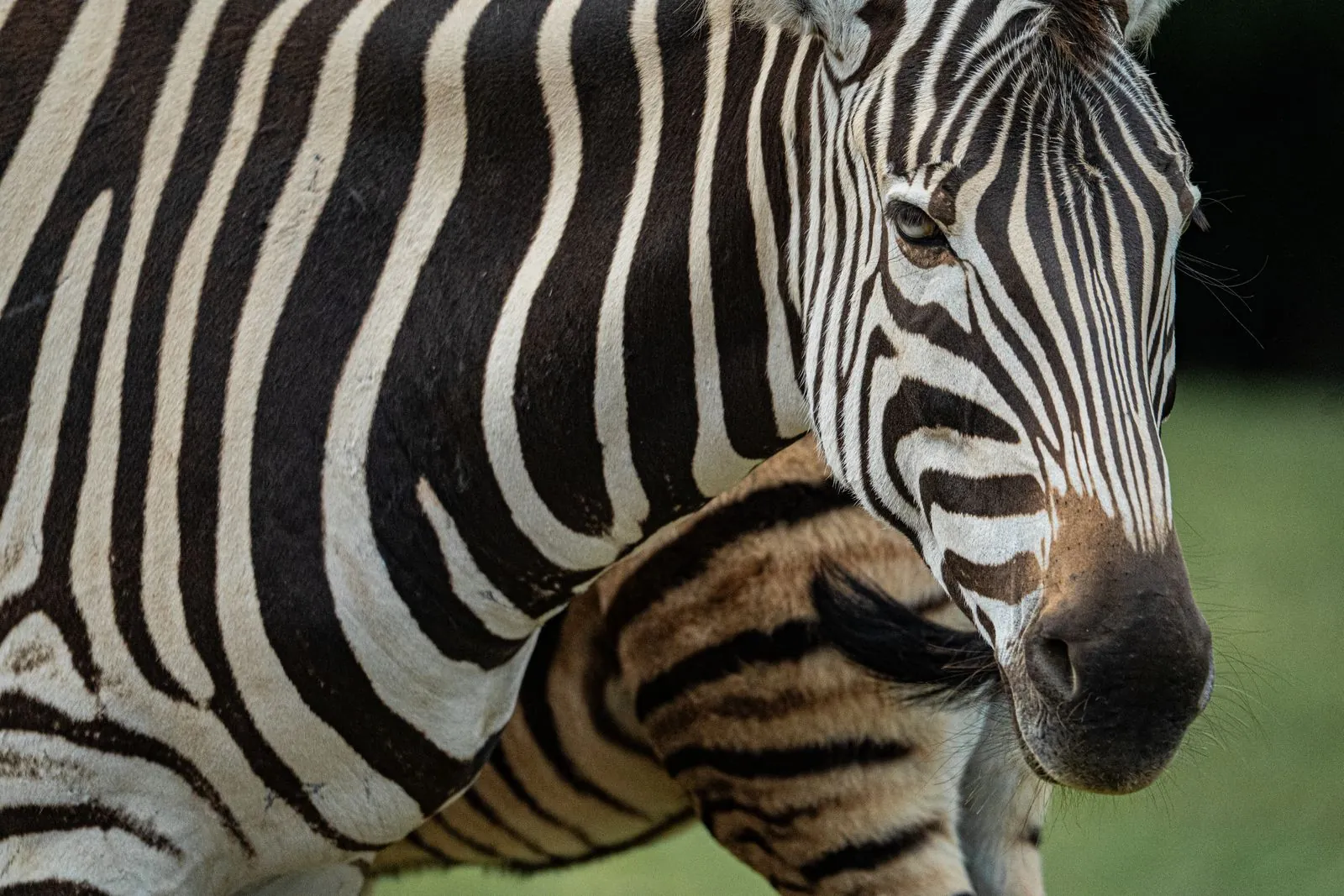 Dierentuin Dvůr Králové: een dagje uit tussen de dieren
