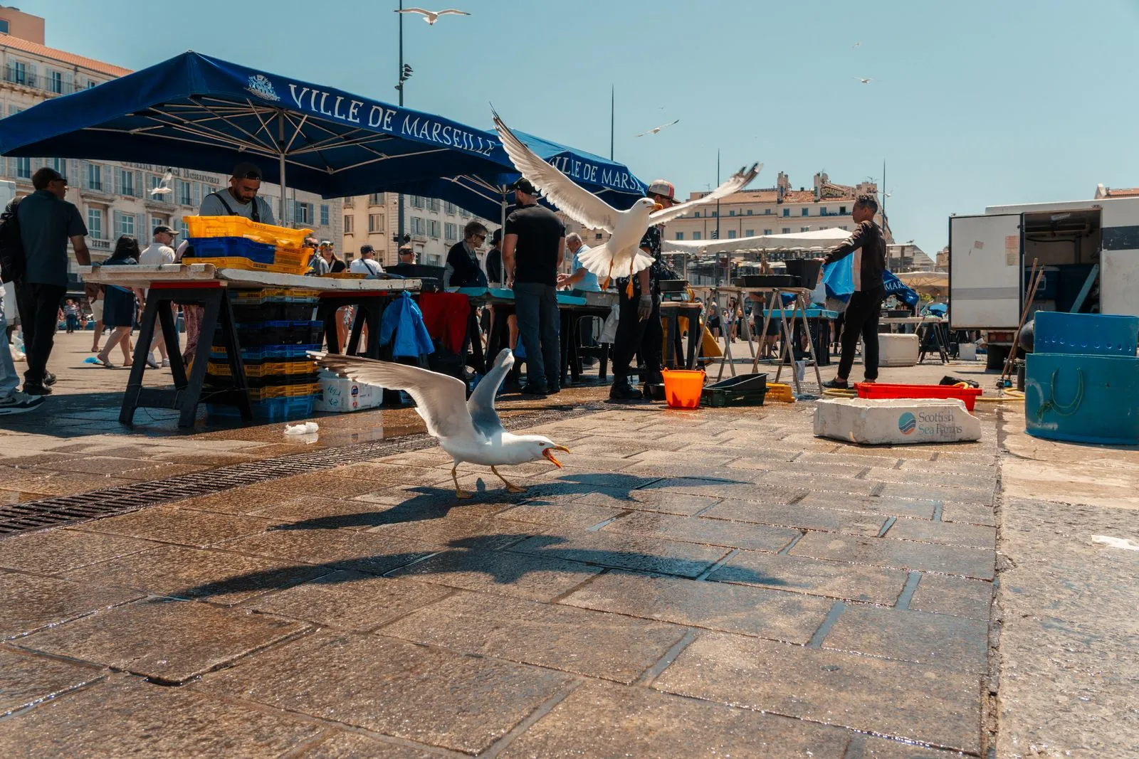 Verse vis vinden op de markt in Marseille