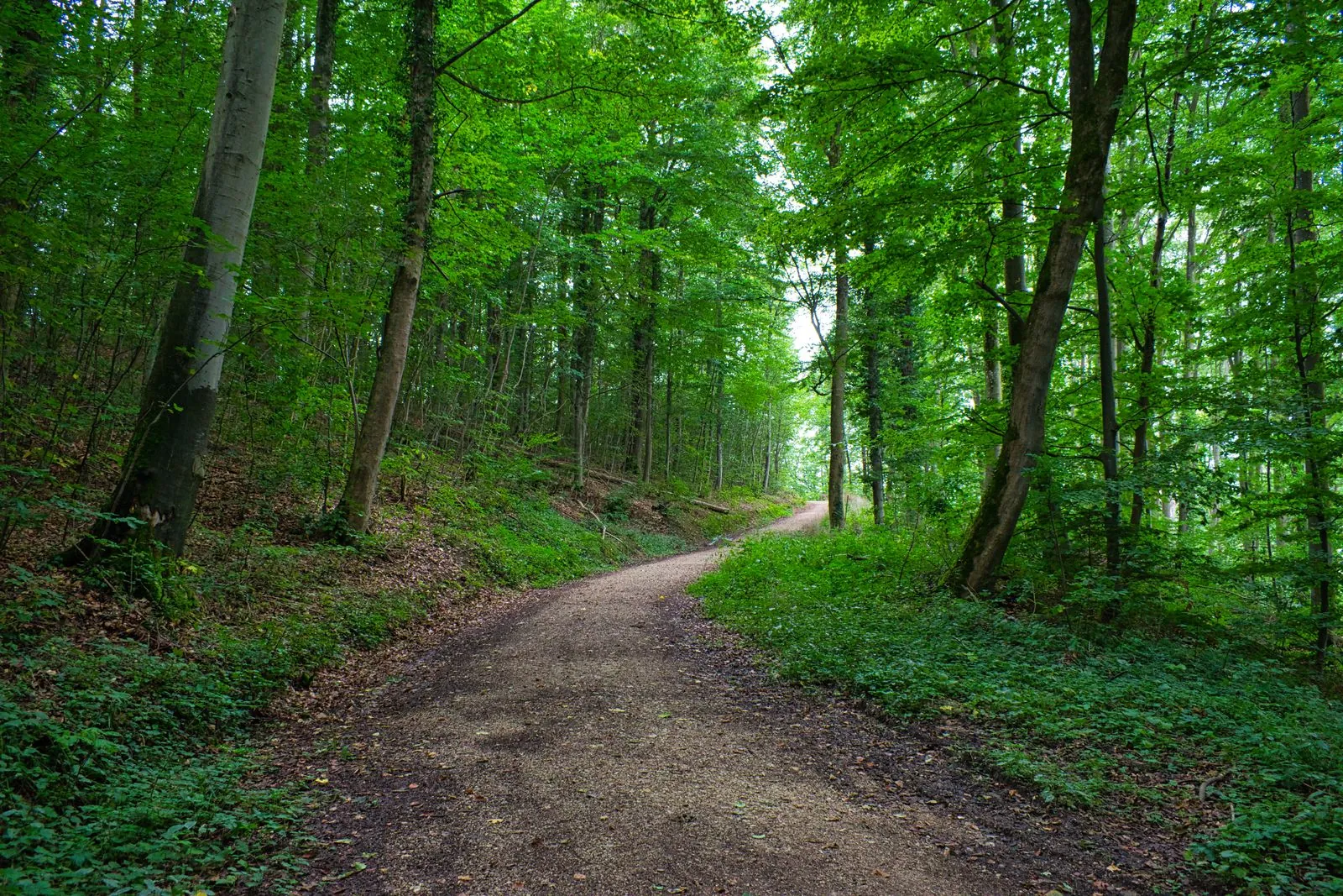 Waar kun je wandelen in de bossen van Beerfelden?