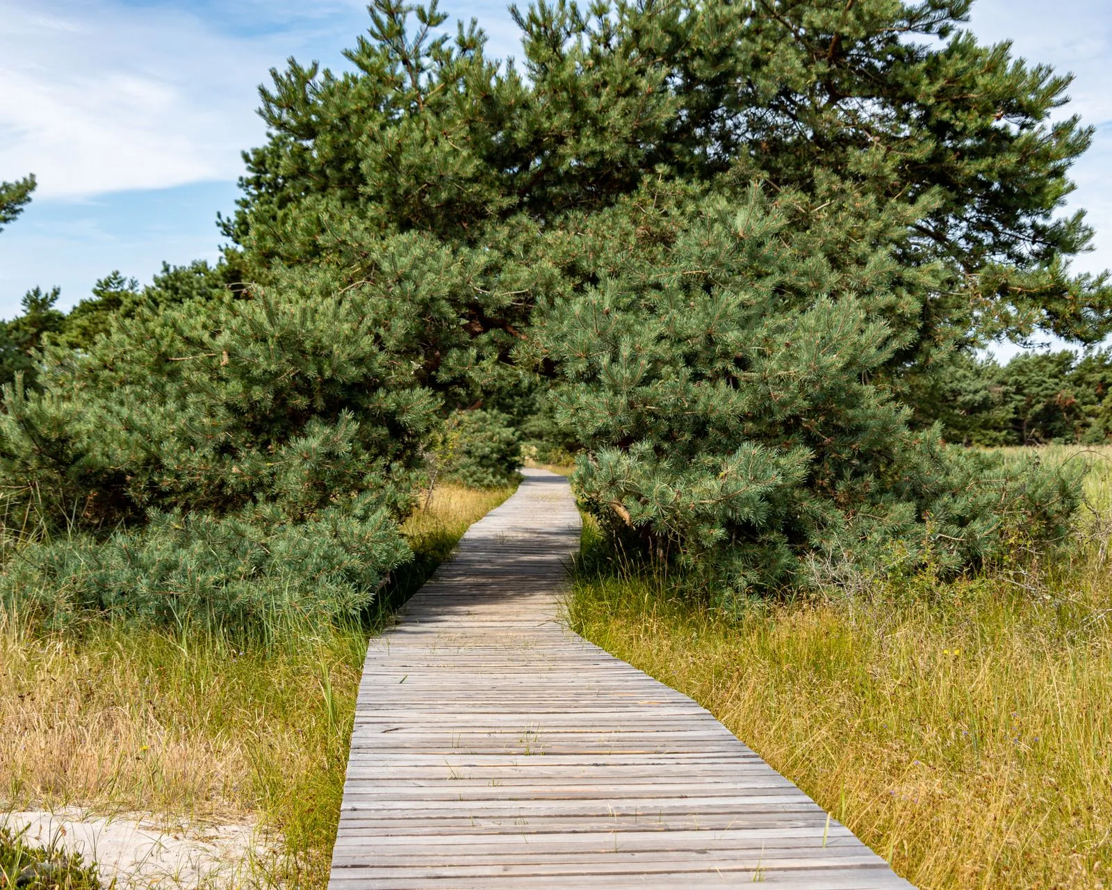 Wandelroutes in het natuurpark Moor