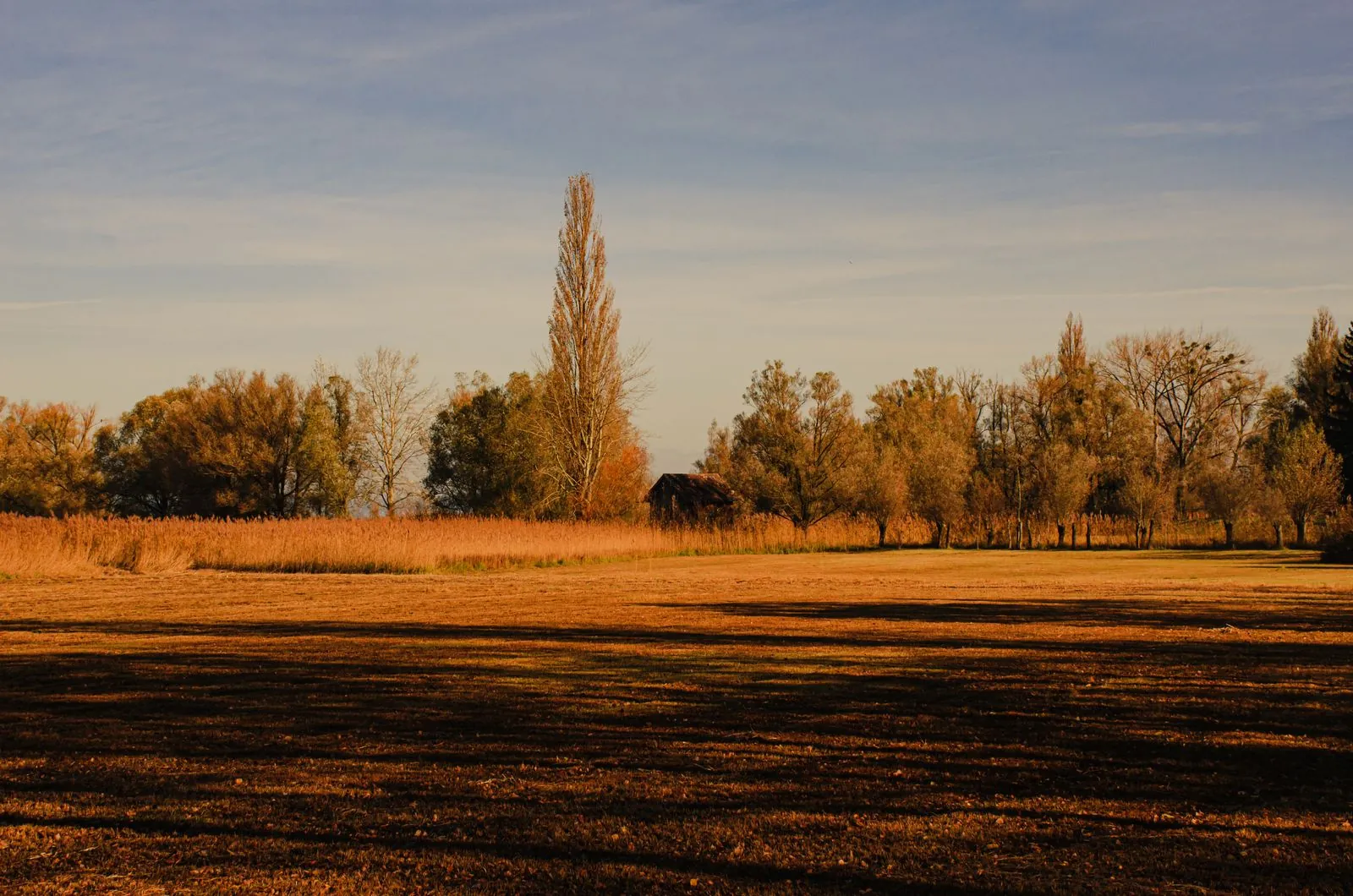 Natuur op het eilandje in de Neusiedlersee