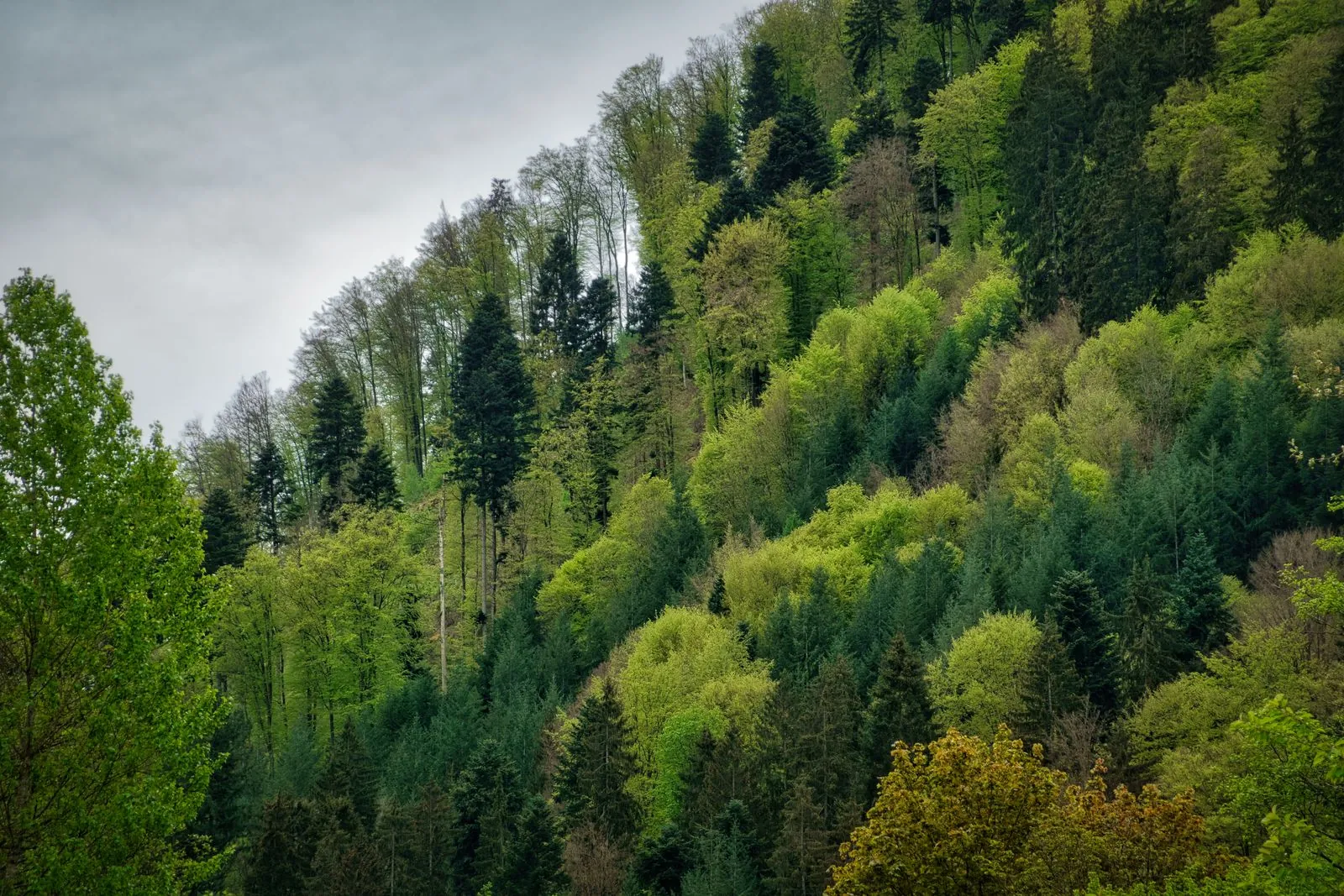 Het Thüringer Woud: natuur op zijn best