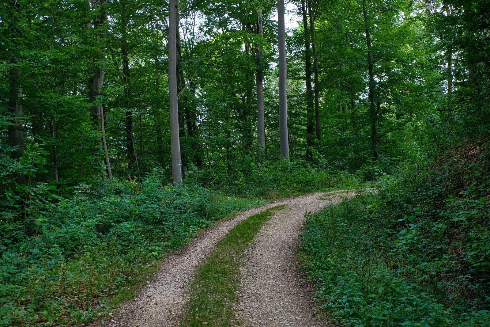 Waarom wandelen met je hond in de natuur gezond is