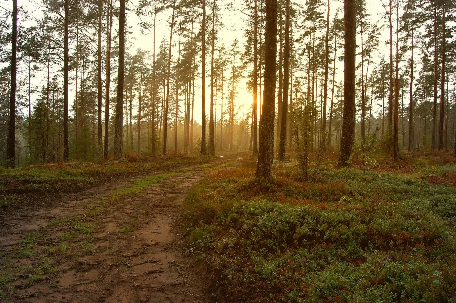 Avontuur in het bos: de klimroutes van Äventyrsbanan